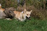 CORGI PEMBROKE 1050